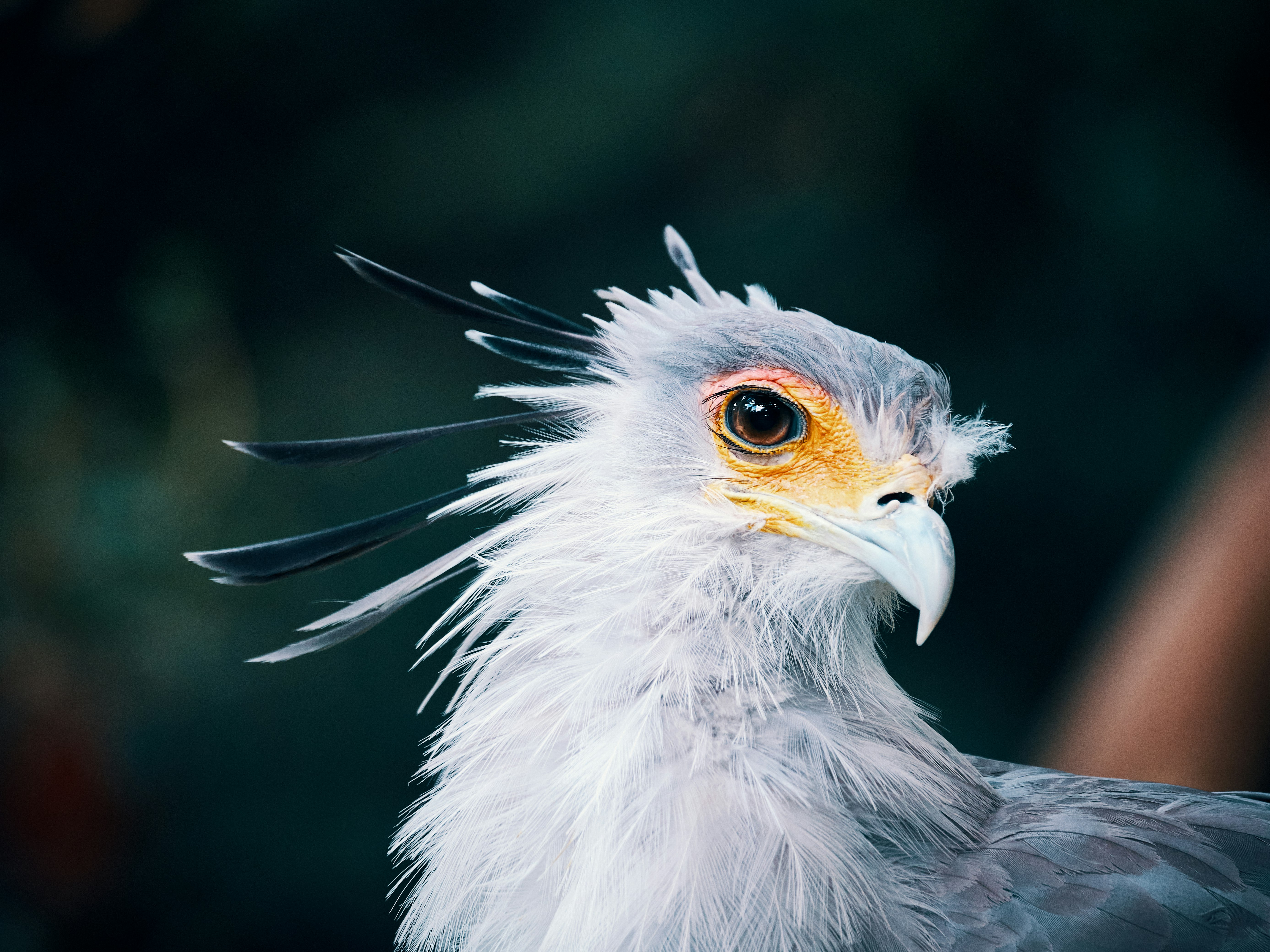 white and black eagle in close up photography